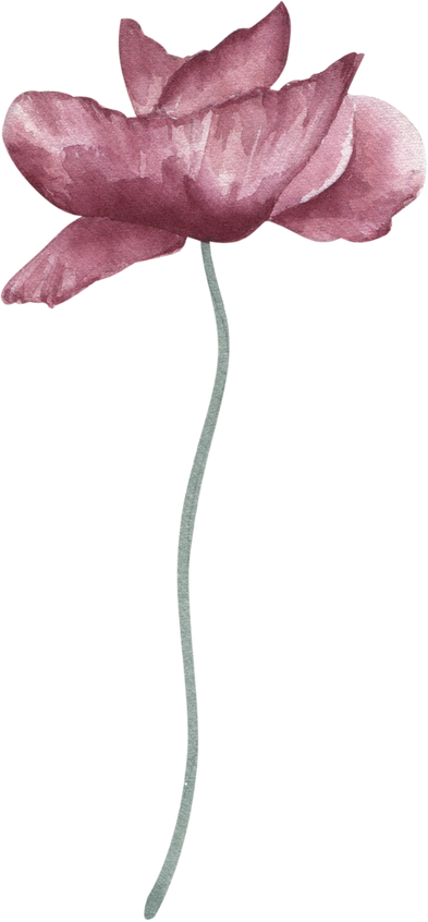 Pink flower